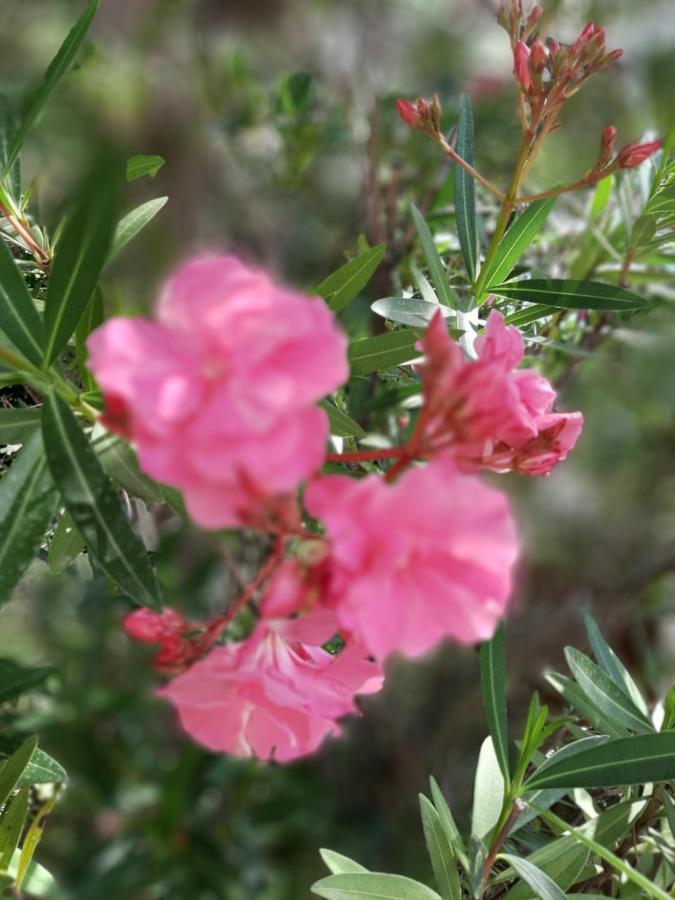 ארד Villa Csilla Elegant House מראה חיצוני תמונה